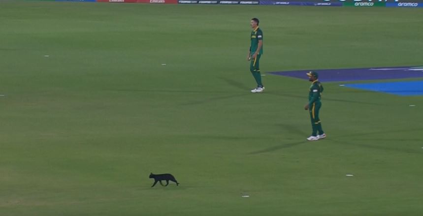 Paws, please! Cat halts play during SA vs AFG clash