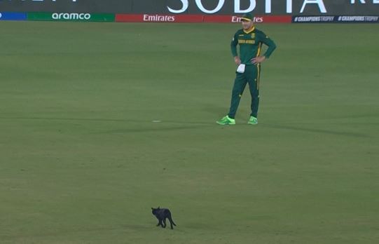 Paws, please! Cat halts play during SA vs AFG clash